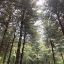 더쉘터 네이버블로그