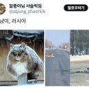 노르웨이는 길냥이가 노르웨이숲이야 ㅋㅋㅋㅋ 마저...그래서 태국 길냥이가 샴고양이었음 이미지