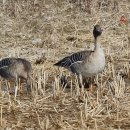 오리사냥 이미지