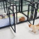 봉순두부 이미지