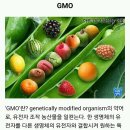 GMO 란? 이미지