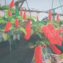 아이지비 이미지