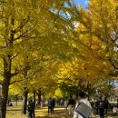 염치읍주민센터 | [은행나무명소] 경기근교 은행나무명소 추천 3곳!