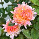 Peach Anemone 이미지