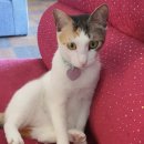 태안열린병원 | 김관채 고양이탐정 후기/ (인천 강화도)실종 된지 3일된 고양이를 폭염 속에서 고생 끝에 구조 성공