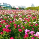 태화강 대공원 Daum카페