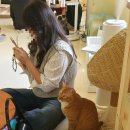 고양이 행복구역 이미지