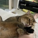 홍그루밍 티스토리