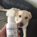 거부기동물병원 | 거부기동물병원/대형견 중성화수술 후기/잡동일상/임당검사/김포독/3대모임