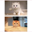 주식회사 대구고양이분양 네코냥 | 낯설지 않게 대구고양이분양 네코냥 직원분들이 안내해 주셔서 고마웠죠