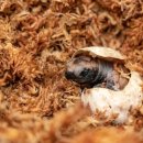 거북호텔 이미지