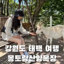 서운신목장 | [강원도 태백] 산양 먹이주기 체험, 몽토랑산양목장과 몽토랑제빵소 후기
