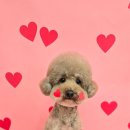 브리앙뜨몽 이미지