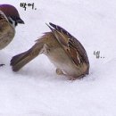 손블리