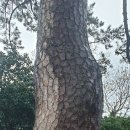 어부사시사(적) 이미지