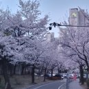 수지체육공원_R | 용인 수지 벚꽃맛집 <수지체육공원> 벚꽃길 산책 후기!