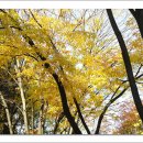 매헌초등학교 이미지