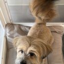 견생 이발소 이미지