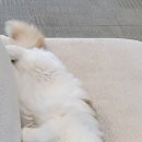 오렌지꽃향기는바람에날리고