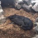 성채축산 이미지