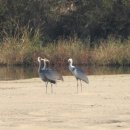 구미강정 이미지