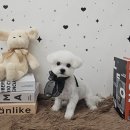 뽀독뽀DOG 이미지