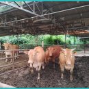 길명농장 이미지