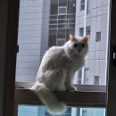 아이조아 요양보호소 경기광주 | 아이조아보호소김포점 터키쉬앙고라 "뽀찌" 입양후기