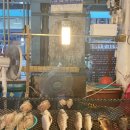 동해참전복 이미지