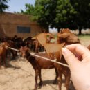 염소야놀자 이미지