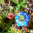 히말라야, 랑탕국립공원의 꽃들 - Himalayan Gentiana (히말라야 용담) 이미지