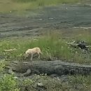 하룻 강아지 이미지