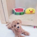 개도만족 이미지