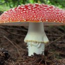 향정목장 이미지