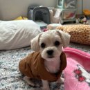 코코멍냥 이미지