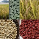 쌀 가공식품 활성화 ‘수급 안정’·‘쌀값 인하’ 최대 과제 이미지