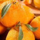 아이엠팜 이미지