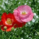 밀려오는 파도소리에 이미지