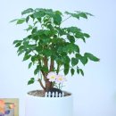 아이뷰성형외과의원 이미지