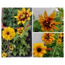 루드베키아 이미지