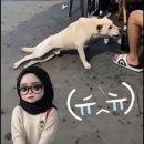 견공의 잔꾀 이미지