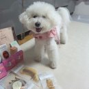 (주)모인 | 2026 메가주 일산 시즌1 후기🐶 킨텍스 펫페어 쇼핑리스트 공개!