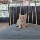 도그마루 강아지고양이 무료분양 이미지