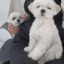 아르멍 이미지