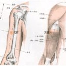 【수태음폐경(手太陰肺經)】 〔 LU3 천부 (天府) 〕" 폐기가 모이는 곳" 이미지
