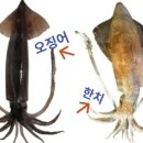 한치로1 이미지