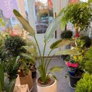 당진시 당진시장남길 | 당진 개업 축하 화분 배달 안녕꽃 내돈내산 후기