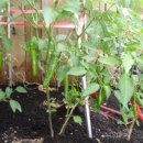 화실농장 이미지