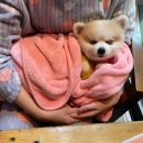 피네타 이미지