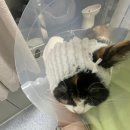 제일2차동물메디컬센터 | [고양이 2차병원 ]샤인동물메디컬센터 방문 후기